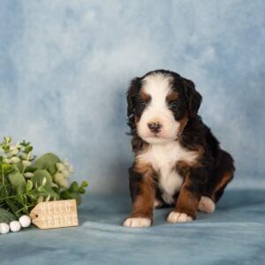 tri color berendoodle