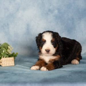 tri color berendoodle breeder