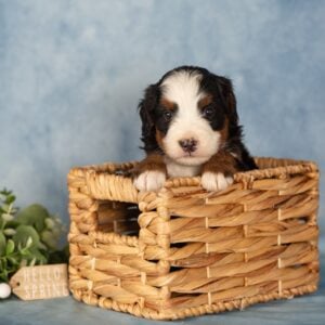 tri color berendoodle breeders