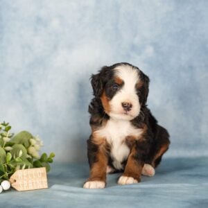 tri color berendoodle for sale