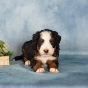 tri color berendoodles