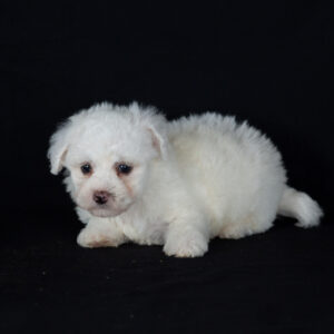 Bichon Frise breeders