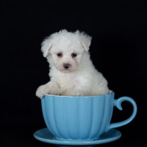 Bichon Frise breeders near me