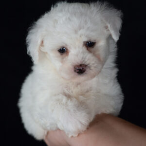 Bichon Frise breeders pa
