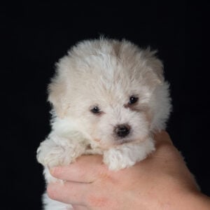 Bichon Frise puppies for sale