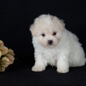 Bichon Frise puppies for sale near me