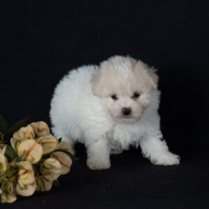 Bichon Frise puppies for sale now