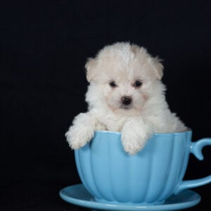 Bichon Frise puppies for sale pa