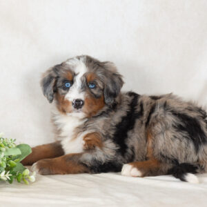 Scout