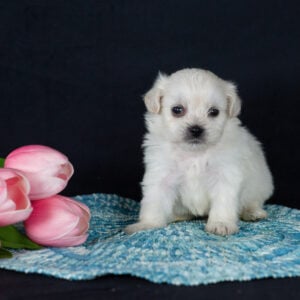 Shichon puppies for sale