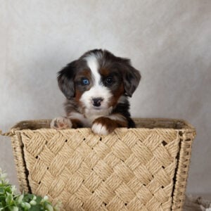 Sweety