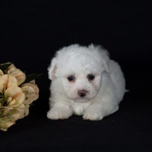 good Bichon Frise breeders near me