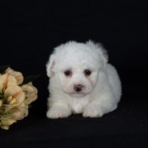 good Bichon Frise breeders pa