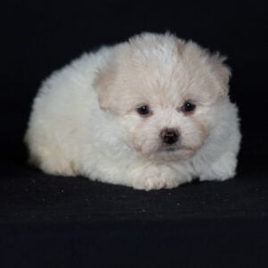mini Bichon Frise puppies for sale