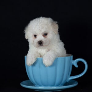 teacup bichon puppies