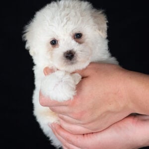 teacup bichon puppies breeder