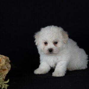 teacup bichon puppies for sale