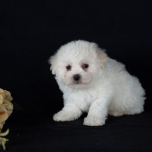teacup bichon puppies for sale near me