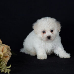 teacup bichon puppies for sale pa