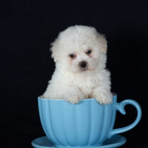 teacup bichon puppies pa
