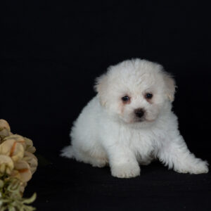 teacup bichon puppy