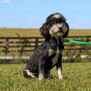 adult bernedoodle baxter