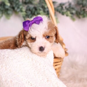 Micro Mini Bernedoodle breeder
