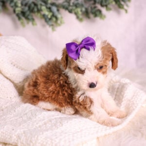 Micro Mini Bernedoodle breeder pa