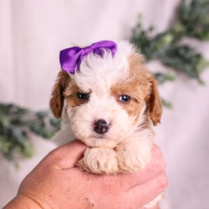 Micro Mini Bernedoodle breeder puppies