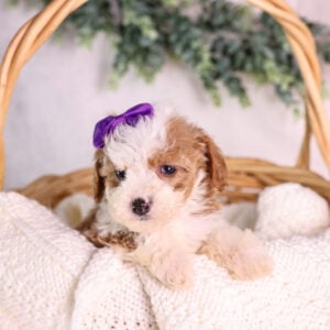 Micro Mini Bernedoodle breeders