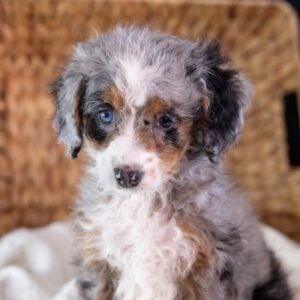 Micro Mini Bernedoodle for sale