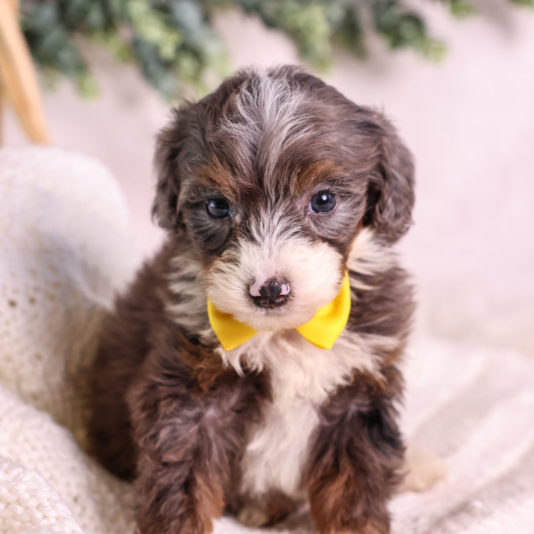 What To Look For In Micro Bernedoodle Breeders | What To Know