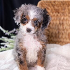 Micro Mini Bernedoodle for sale near me
