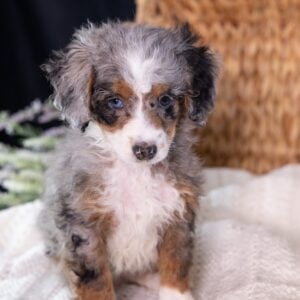 Micro Mini Bernedoodle for sale near me pa