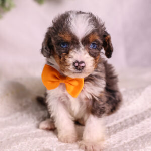 Micro Mini Bernedoodle puppies