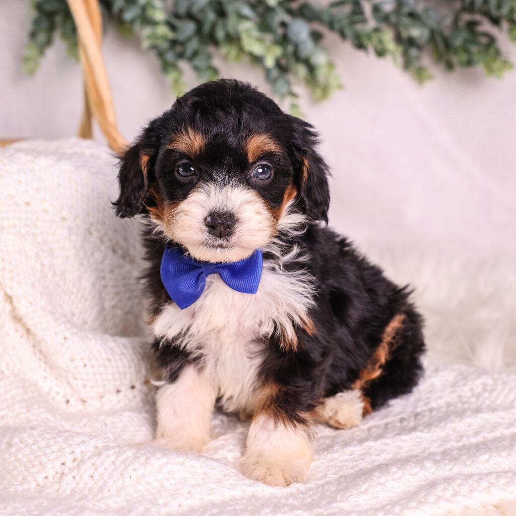 What To Look For In Micro Bernedoodle Breeders | What To Know