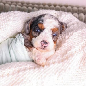Micro Mini Bernedoodle puppy