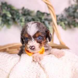 Micro Mini Bernedoodle puppy