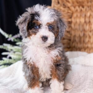 Micro Mini Bernedoodle puppy