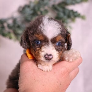 Micro Mini Bernedoodle puppy breeder