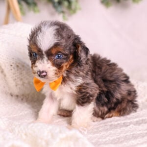 Micro Mini Bernedoodle puppy for sale