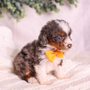 Micro Mini Bernedoodle puppy for sale near me