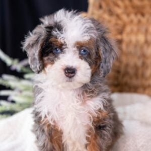 Micro Mini Bernedoodle puppy near me