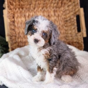 Micro Mini Bernedoodle puppy near me pa