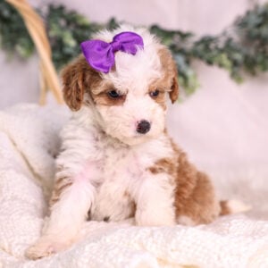 Reputable Micro Mini Bernedoodle breeder
