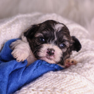 Zuchon puppy for sale