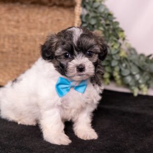 Zuchon puppy for sale