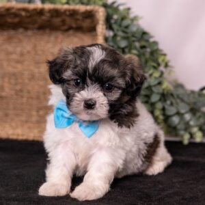 Zuchon puppy for sale near me