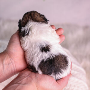 Zuchon puppy for sale near me
