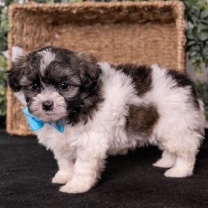 Zuchon puppy for sale near me nj